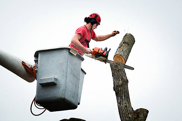 Best Tree Risk Assessment  in Royse City, TX